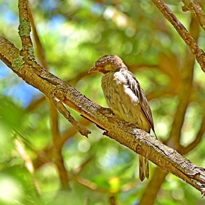 Zwartkop Country Club, Gauteng 10th tee, January 2016