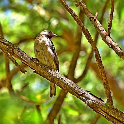 Zwartkop Country Club, Gauteng 10th tee, January 2016