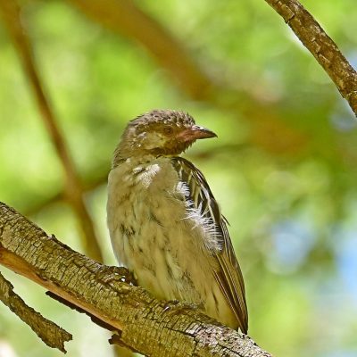 Zwartkop Country Club, Gauteng 10th tee, January 2016