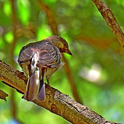 Zwartkop Country Club, Gauteng 10th tee, January 2016