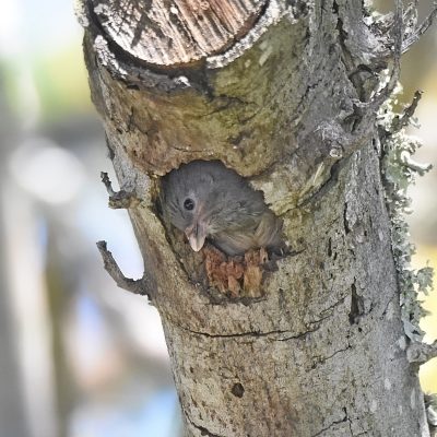 Cardinal Woodpecker plays host to a Lesser Honeyguide, Plettenberg Bay, Western Cape South Africa - October 2023
