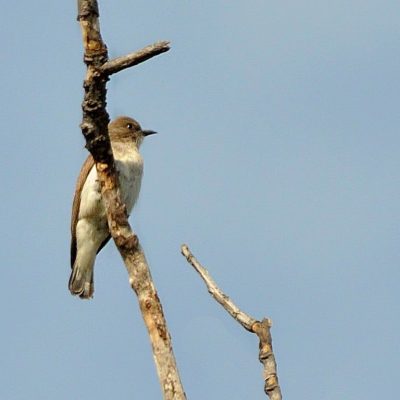 Kingskloof Nature reserve, Muldersdrift, Gauteng - November 2012