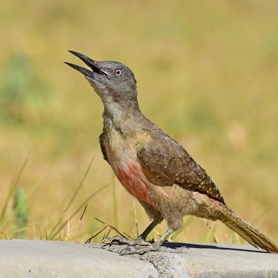 Golden Gate National Park, Free State, South Africa - December 2015