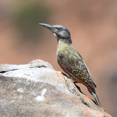 Karoo National Park, Western Cape - December 2024