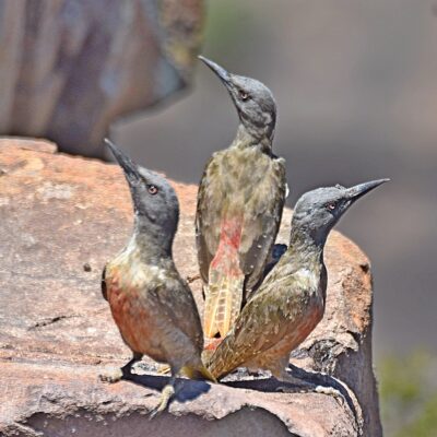 Karoo National Park, Western Cape - December 2024