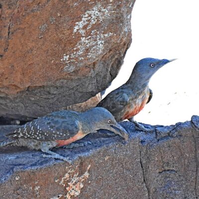 Karoo National Park, Western Cape - December 2024