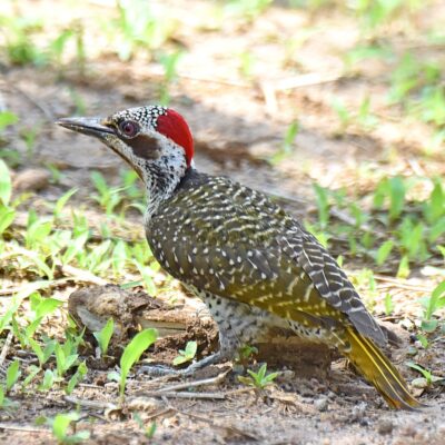 Shingwedzi, Kruger National Park - November 2025