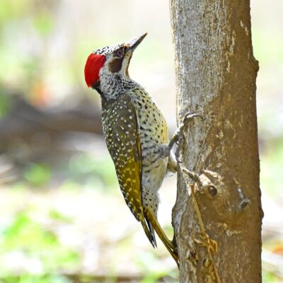 Shingwedzi, Kruger National Park - November 2025