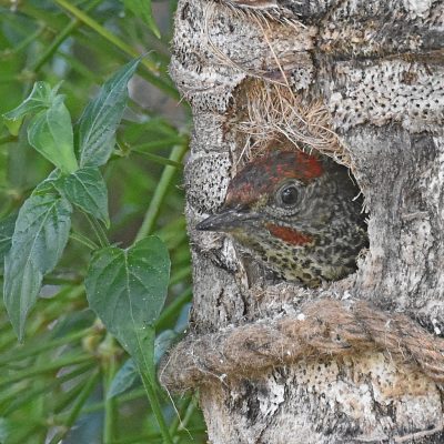 Keurbooms Rd, Plettenberg Bay, Western Cape - November 2022