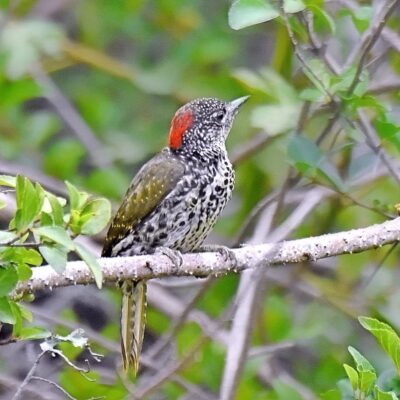 Kwendalo, Plettenberg Bay, Western Cape - January 2025