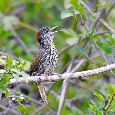 Kwendalo, Plettenberg Bay, Western Cape - January 2025