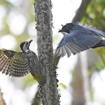 Plettenberg Bay, Western Cape. South Africa - September 2023. This bird was warding off a Fork-tailed Drongo which was hanging around and stealing the food they were feeding the Lesser Honeyguide chick they were hosting.