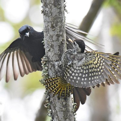 Plettenberg Bay, Western Cape. South Africa - September 2023. This bird was warding off a Fork-tailed Drongo which was hanging around and stealing the food they were feeding the Lesser Honeyguide chick they were hosting.