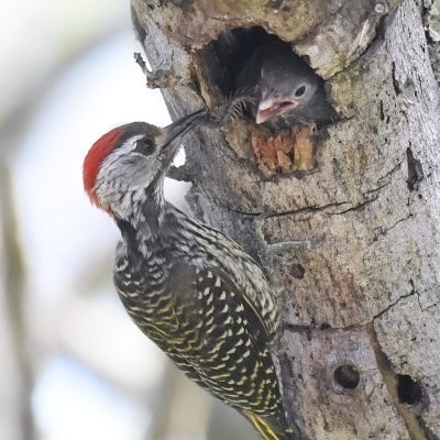 Cardinal Woodpecker plays host to a Lesser Honeyguide, Plettenberg Bay, Western Cape South Africa - October 2023