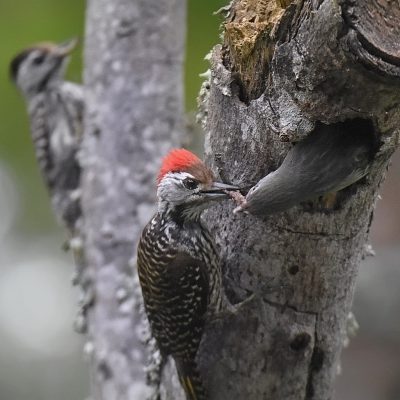 Cardinal Woodpecker plays host to a Lesser Honeyguide, Plettenberg Bay, Western Cape South Africa - October 2023