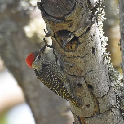 Plettenberg Bay, Western Cape - September 2023