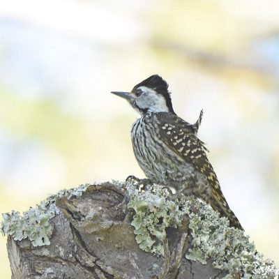 Plettenberg Bay, Western Cape - September 2023