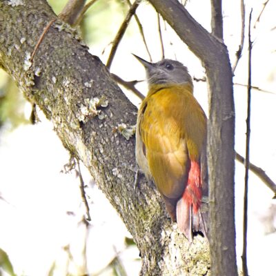 Plettenberg Bay, Western Cape - 16th November 2024 (Feather chase!)