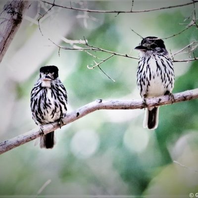 Mkuze Game Reserve, KwaZulu Natal - January 2020