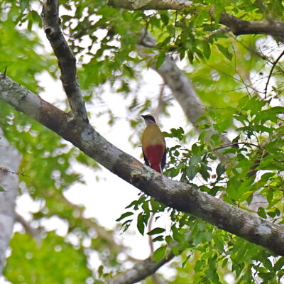 Coutada 11, Sofala, Mozambique - 12 December 2022