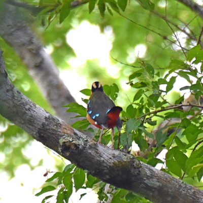 Coutada 11, Sofala, Mozambique - 12 December 2022