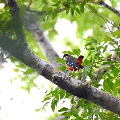 Coutada 11, Sofala, Mozambique - 12 December 2022