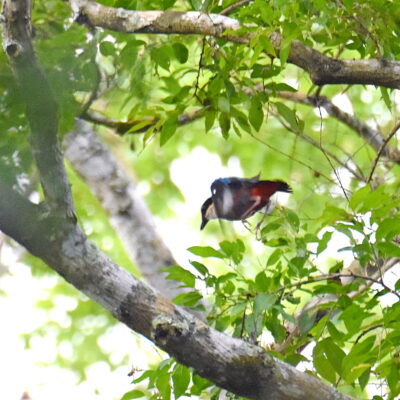 Coutada 11, Sofala, Mozambique - 12 December 2022