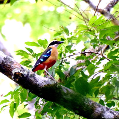 Coutada 11, Sofala, Mozambique - 12 December 2022