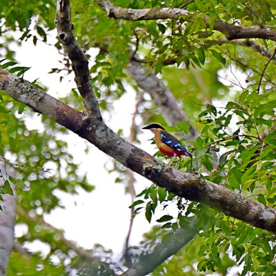 Coutada 11, Sofala, Mozambique - 12 December 2022