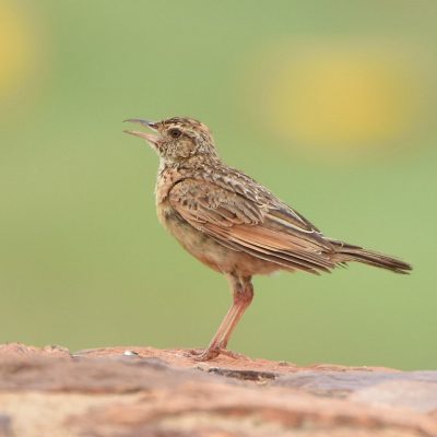 Rietvlei nature reserve, 31 December 2019