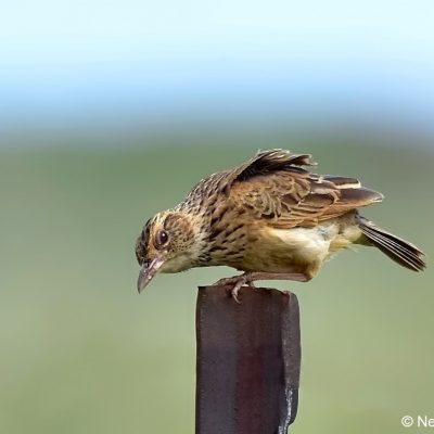Geluksberg, S Drakensberg - December 2016