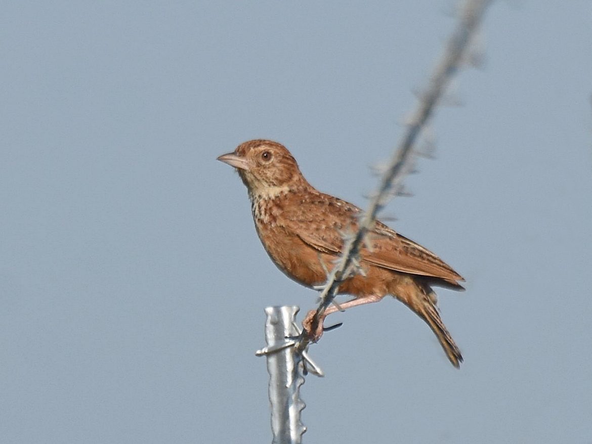 Lark, Eastern Clapper