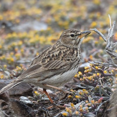 Karoo National Park, Western Cape, South Africa - 19 September 2022  