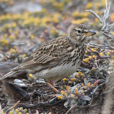Karoo National Park, Western Cape, South Africa - 19 September 2022  