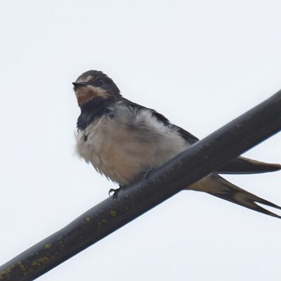 White Horse dam, Plettenberg Bay, Western Cape - January 2024