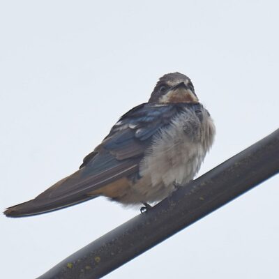 White Horse dam, Plettenberg Bay, Western Cape - January 2024