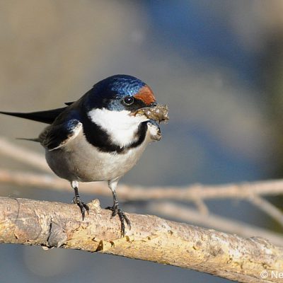 Rietvlei Nature reserve  Aug 19
