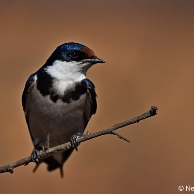 Rietvlei Nature reserve, Aug 2019