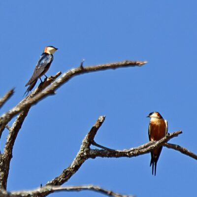 Shingwedzi, Kruger National Park - November 2025
