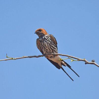 Shingwedzi, Kruger National Park - November 2025