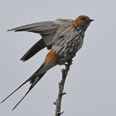 Addo Elephant National Park, March 2022