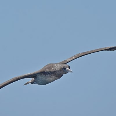 Pelagic arranged from Plettenberg Bay - 18 March 2022
