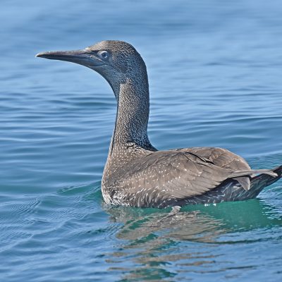 Pelagic arranged from Plettenberg Bay - 18 March 2022