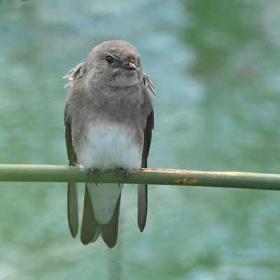Koega river mouth, Jeffrey's Bay - February 2026