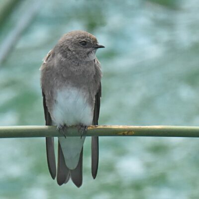 Koega river mouth, Jeffrey's Bay - February 2026
