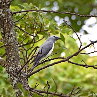 Mukuvisi highlands , Zimbabwe - December 2017