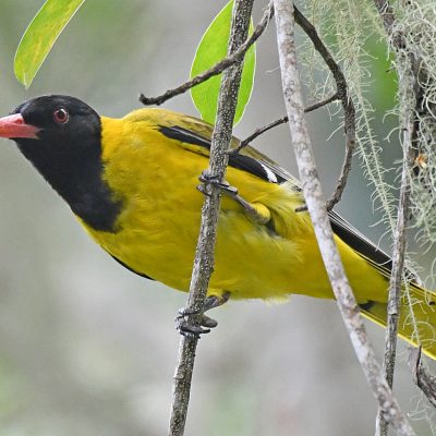 Plettenberg Bay, Western Cape - October 2021