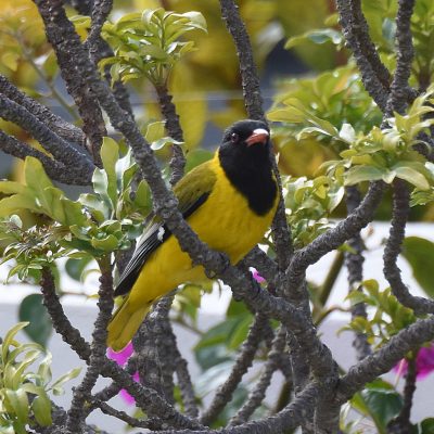 Plettenberg Bay - August 2022