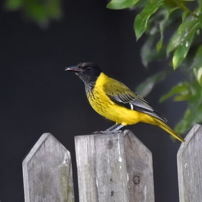 Formosa, Plettenberg Bay, Western Cape - July 2025