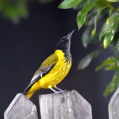 Formosa, Plettenberg Bay, Western Cape - July 2025